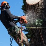 Tree Removal Sale