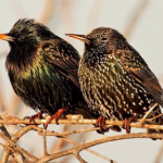Nest Removal