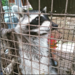 Reasons to Call Animal Control