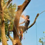 tree removal