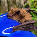 Bat removal service