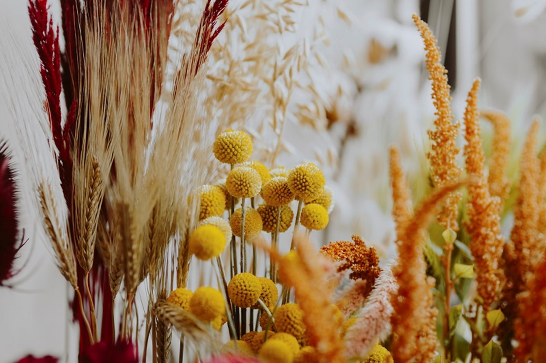 Dried Flowers: The Timeless Elegance of Nature’s Beauty